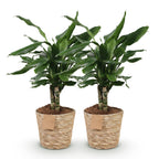 2× Dracaena fragrans Steudneri (Drachenbaum) im Korb – Ø 17 cm, 50–55 cm hoch