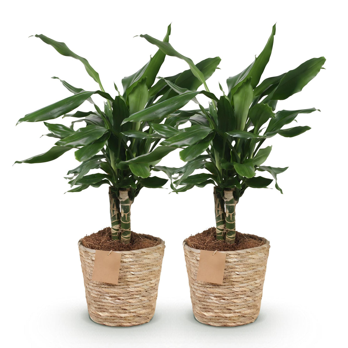 2× Dracaena fragrans Steudneri (Drachenbaum) im Korb – Ø 17 cm, 50–55 cm hoch