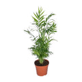 Chamaedorea elegans (bergpalm) – Ø17 cm, 55 cm hoog – art. 2838