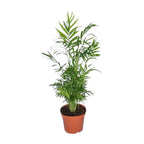 Chamaedorea elegans (bergpalm) – Ø17 cm, 55 cm hoog – art. 2838