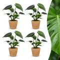 4× Monstera deliciosa (Fensterblatt) mit Korb – Ø12 cm, 30 cm hoch