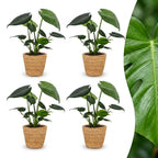 4× Monstera deliciosa (Fensterblatt) mit Korb – Ø12 cm, 30 cm hoch
