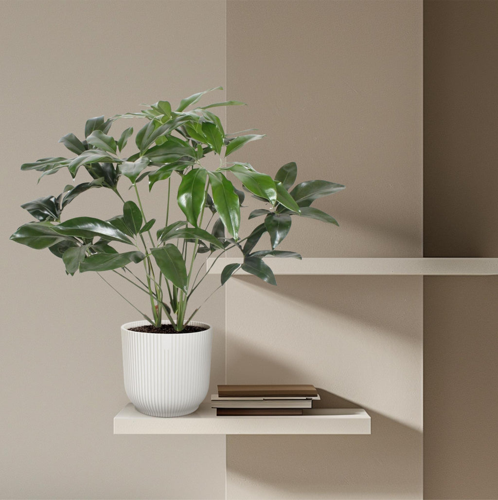 Philodendron Green Wonder – Ø24 cm, 100 cm hoog – cm