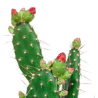 Opuntia quitensis (skivekaktus) – Ø12 cm, 30 cm høj