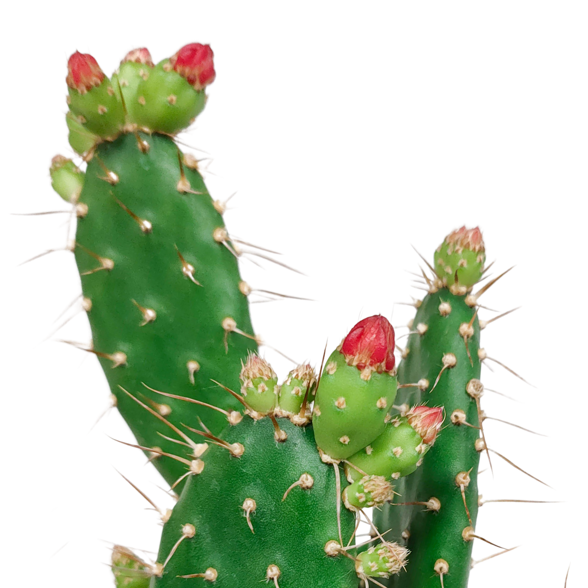 Opuntia quitensis (skivekaktus) – Ø12 cm, 30 cm høj