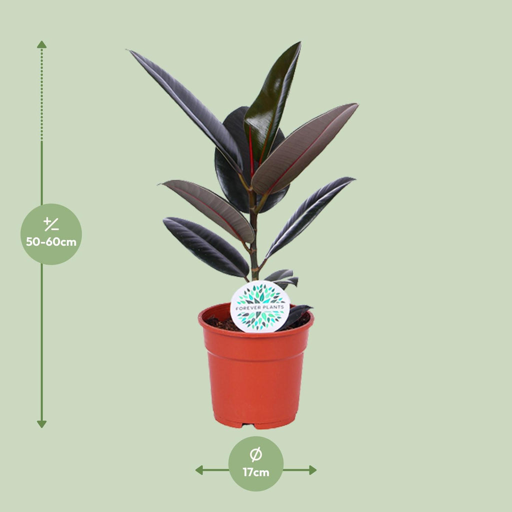Ficus elastica Abidjan (rubberplant) – Ø17 cm, 55 cm hoog