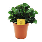 Peperomia Burning Bush – Ø15 cm, 25 cm de haut