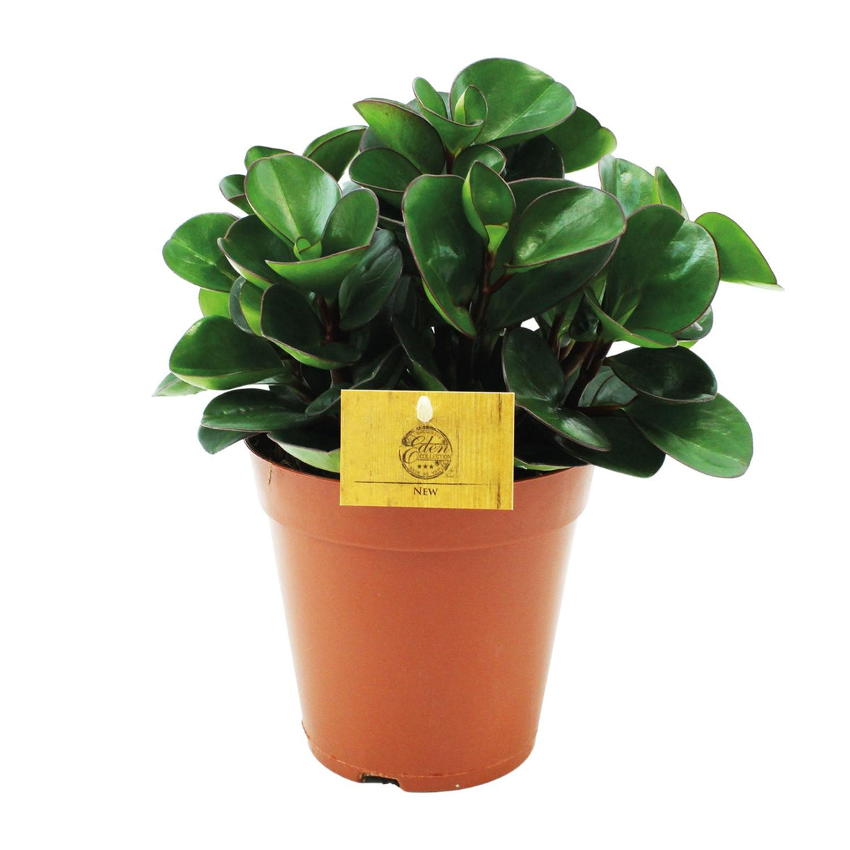 Peperomia Burning Bush – Ø15 cm, 25 cm de haut