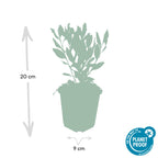 Aster ageratoides 'Ashvi' – 6 Pflanzen, Ø9 cm, 10–25 cm hoch