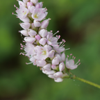 Persicaria bistorta 'Superba' (Königskerze) – 60 Pflanzen, Ø 9 cm, 10–25 cm hoch