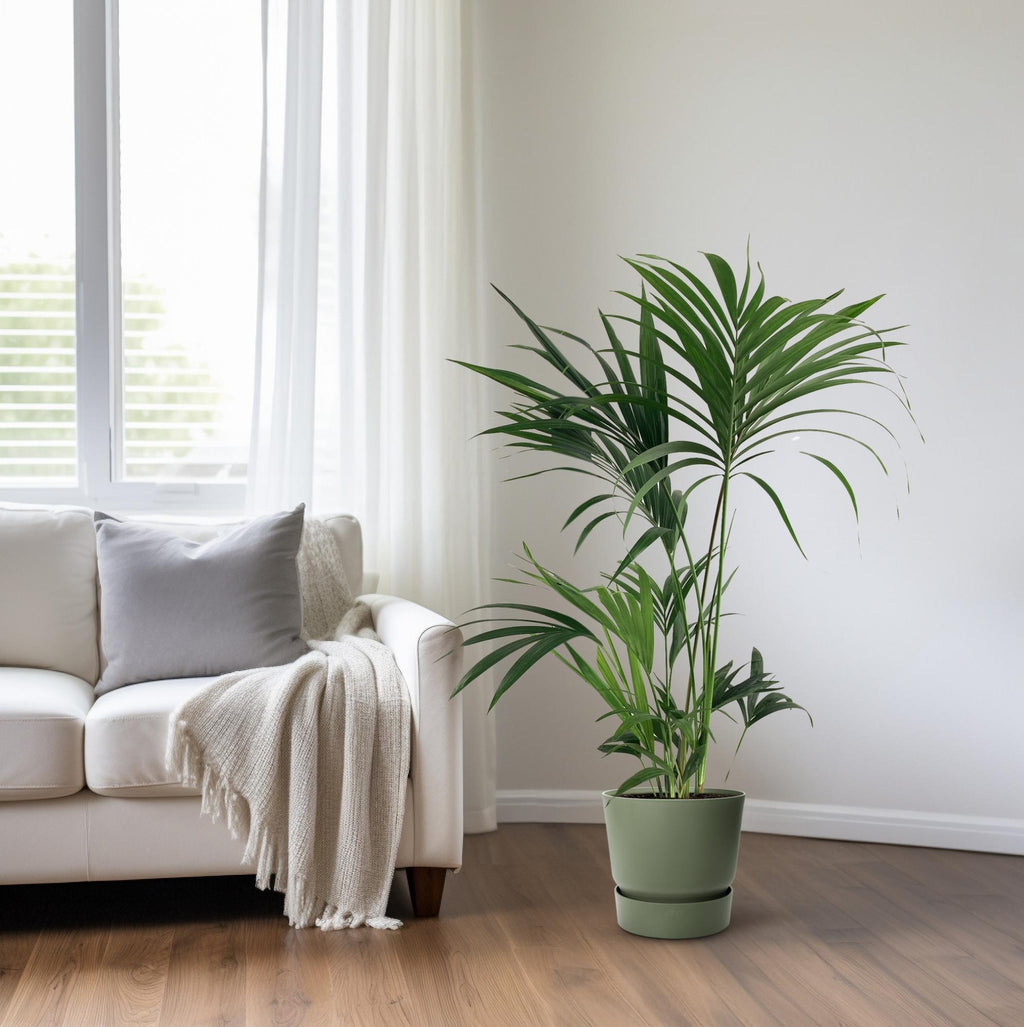 Howea forsteriana (Kentia-Palme) – Ø 24 cm, 130 cm hoch