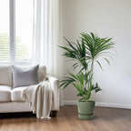 Howea forsteriana (Kentia-Palme) – Ø 24 cm, 130 cm hoch