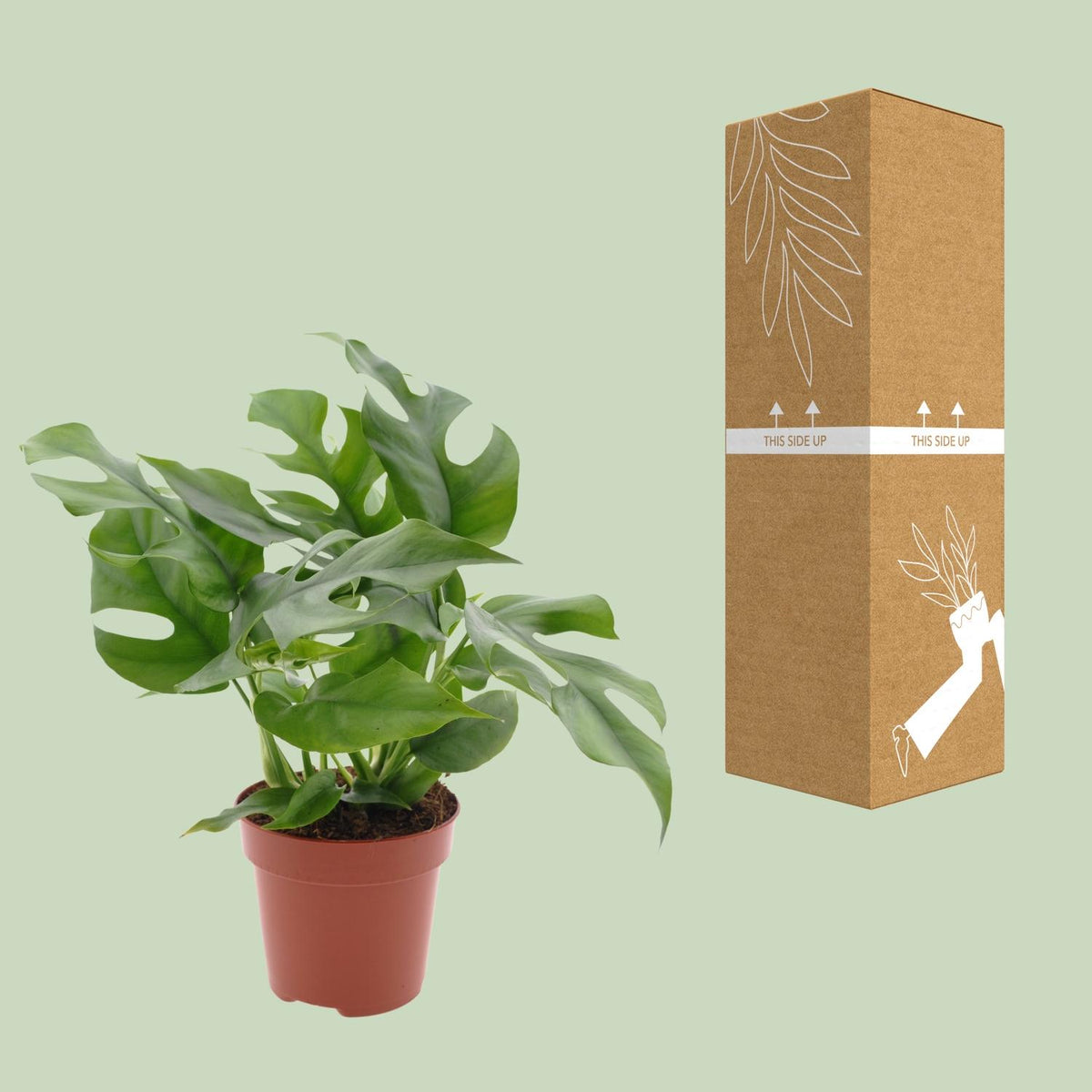 Monstera Minima (mini-monstera) – Ø12 cm, 25 cm hoog