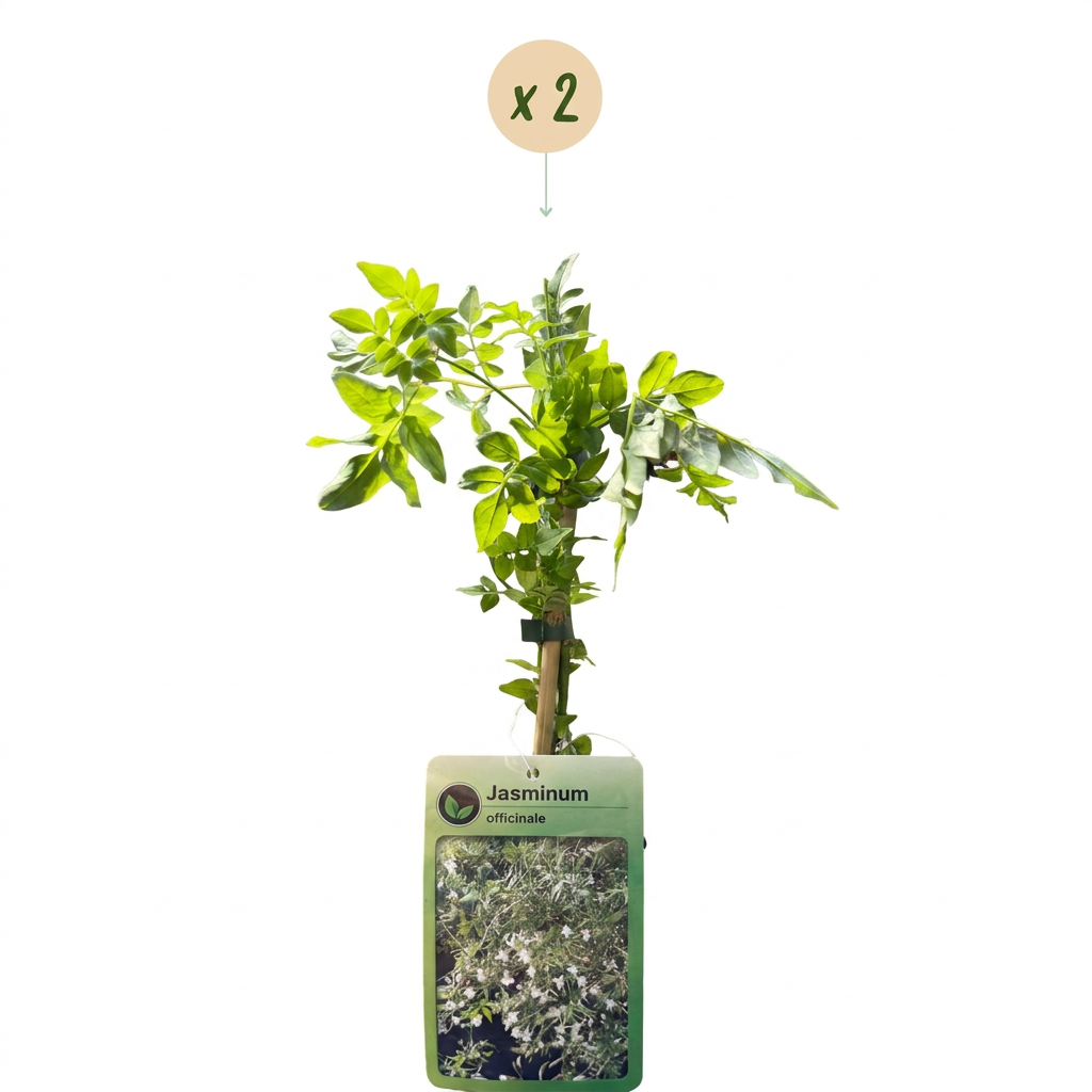 Jasminum officinale (jasmin commun) – blanc – 2 plants, Ø9 cm, 35 cm de haut – photo 2
