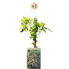 Jasminum officinale (jasmin commun) – blanc – 2 plants, Ø9 cm, 35 cm de haut