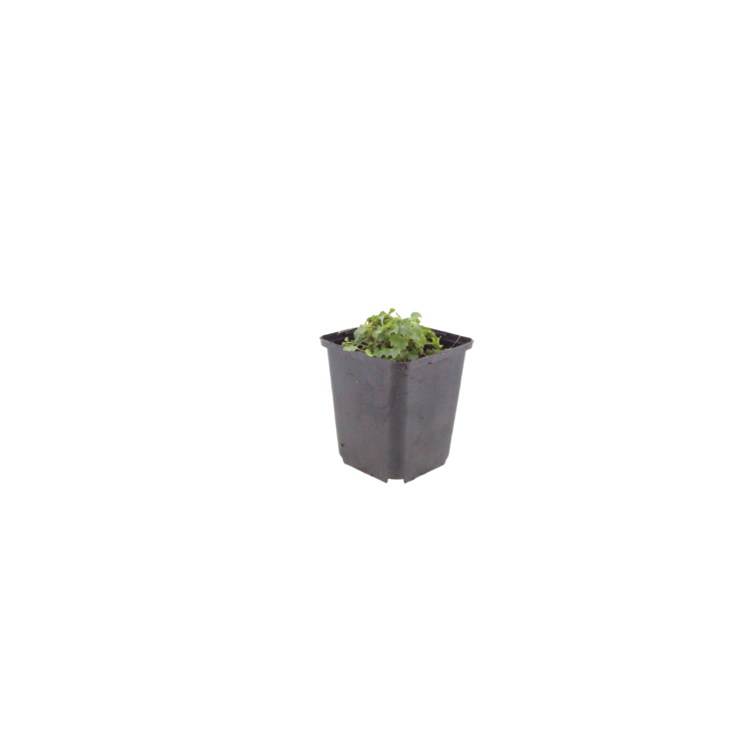 Campanula portenschlagiana (klokjesbloem) – 60 planten, Ø9 cm, 10–25 cm hoog
