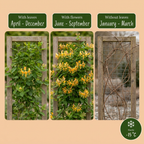 Lonicera tellmanniana (Tellmanns kaprifolie) – orange-gul – 2 planter, Ø9 cm, 35 cm høj