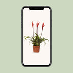 Vriesea Elan Büschel (Bromeliaceae) – Ø12 cm, 55 cm hoch
