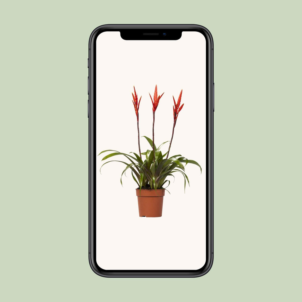 Vriesea Elan Büschel (Bromeliaceae) – Ø12 cm, 55 cm hoch