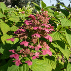Hydrangea panniculata 'Wims Red' (hortensia) – hvid-rød – 3 planter, Ø17 cm, 50 cm høj