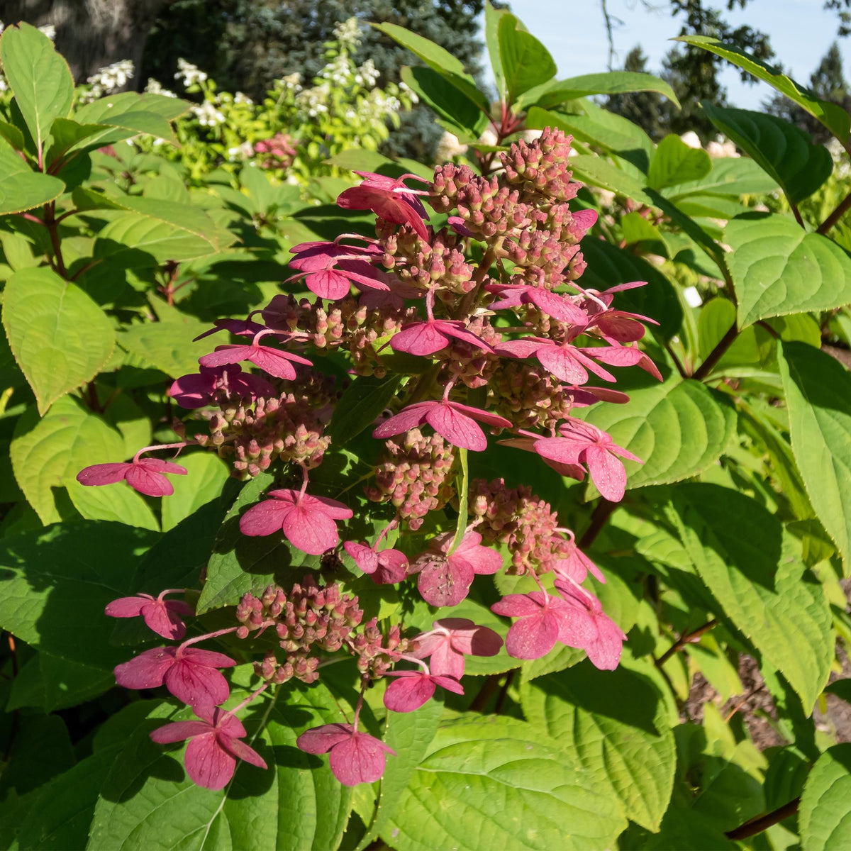 Hydrangea panniculata 'Wims Red' (hortensia) – wit-rood – 3 planten, Ø17 cm, 50 cm hoog