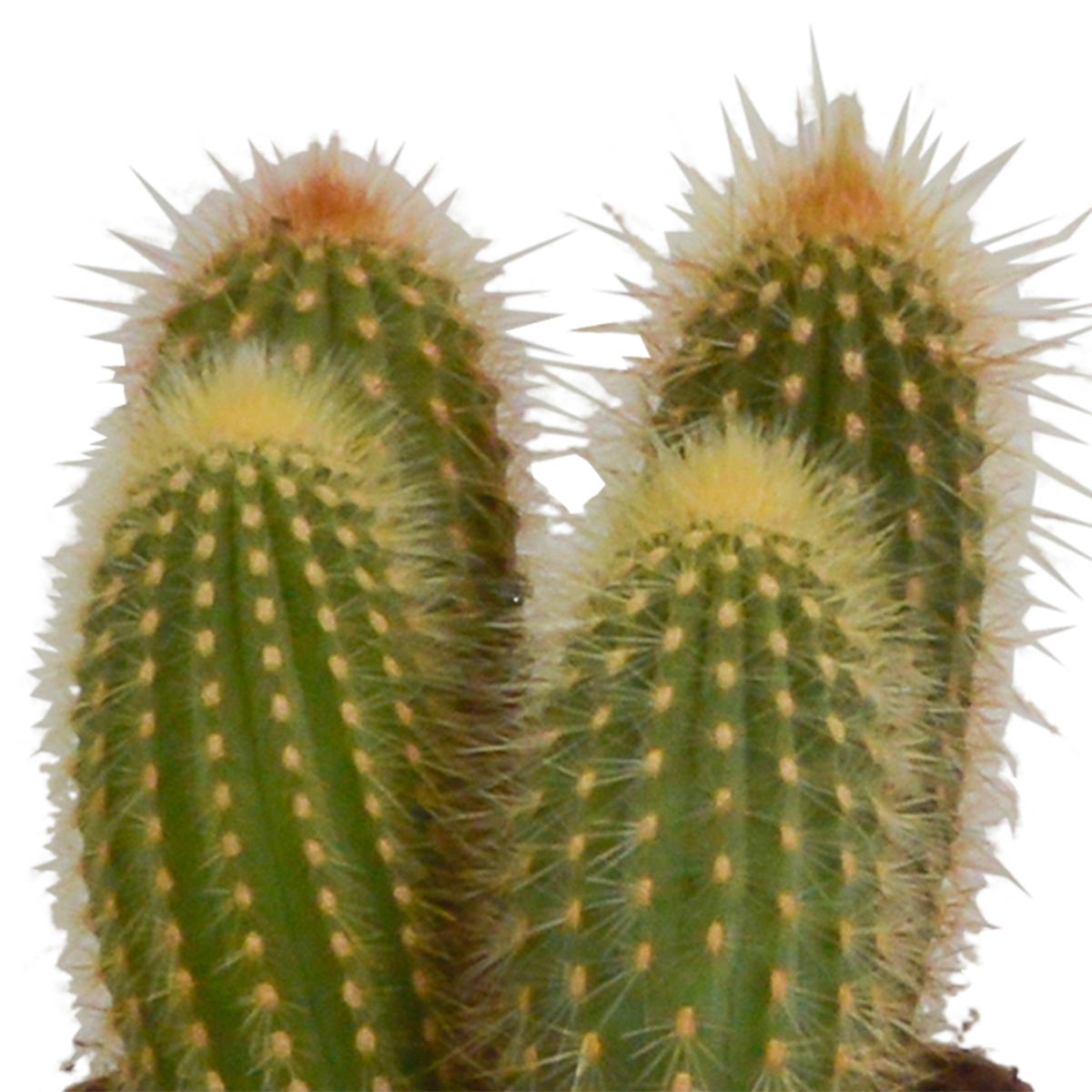 Mélange de Céreus (Cactaceae) sans pot décoratif – Ø11 cm, 23 cm de haut