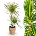 Dracaena Sunray (drakenboom) met mand – Ø21 cm, 90–100 cm hoog