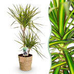 Dracaena Sunray (drakenboom) met mand – Ø21 cm, 90–100 cm hoog