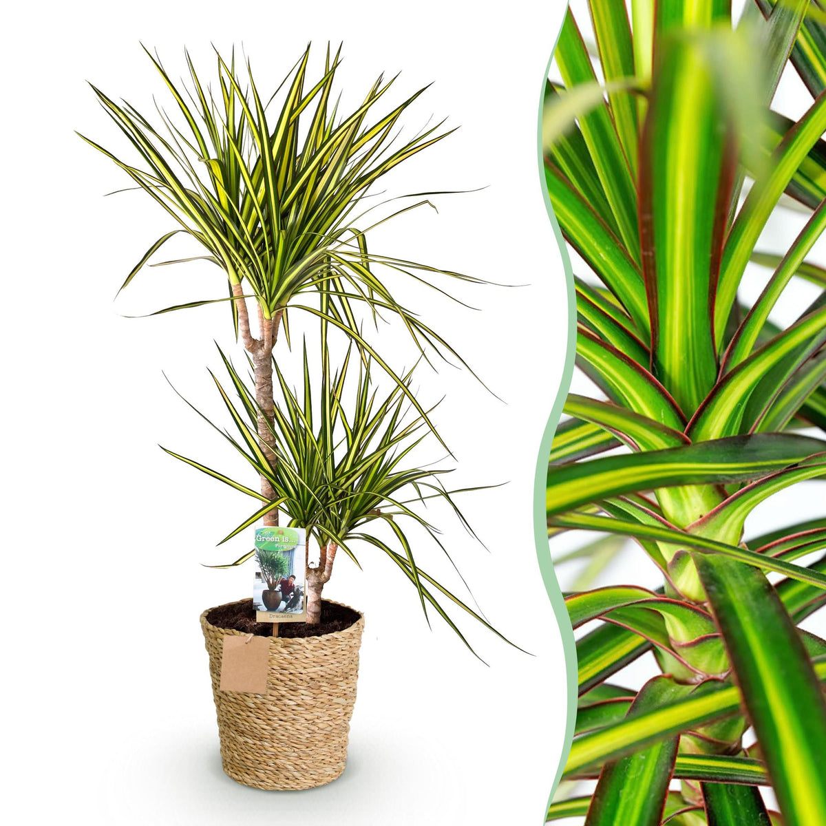 Dracaena Sunray (drakenboom) met mand – Ø21 cm, 90–100 cm hoog