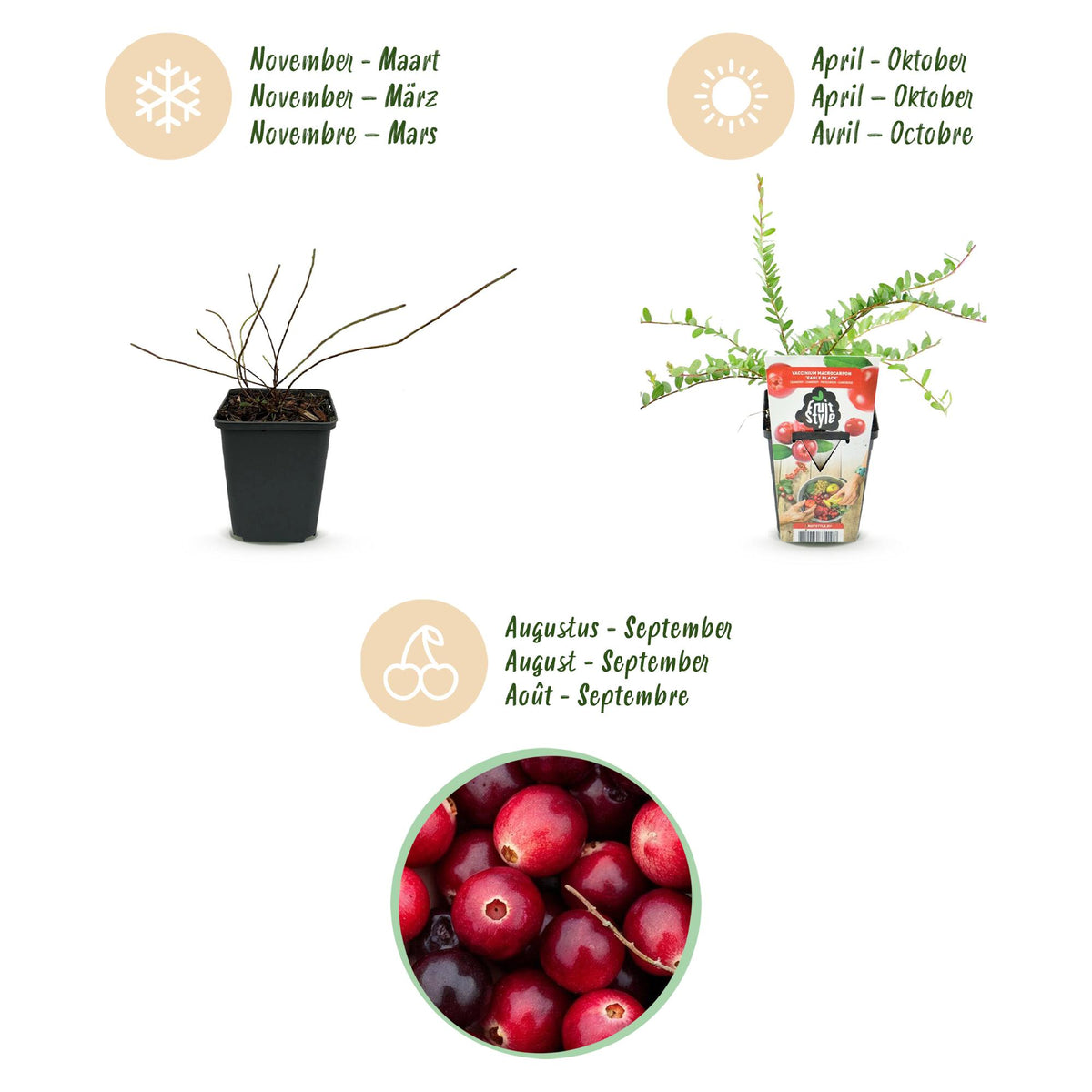 Vaccinium macrophylla 'Early Black' (blauwe bes) – 3 planten, Ø9 cm, 35 cm hoog – foto 9