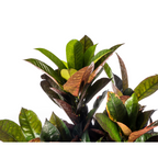 Codiaeum 'Croton' Iceton – Ø24 cm, 80–100 cm hoog