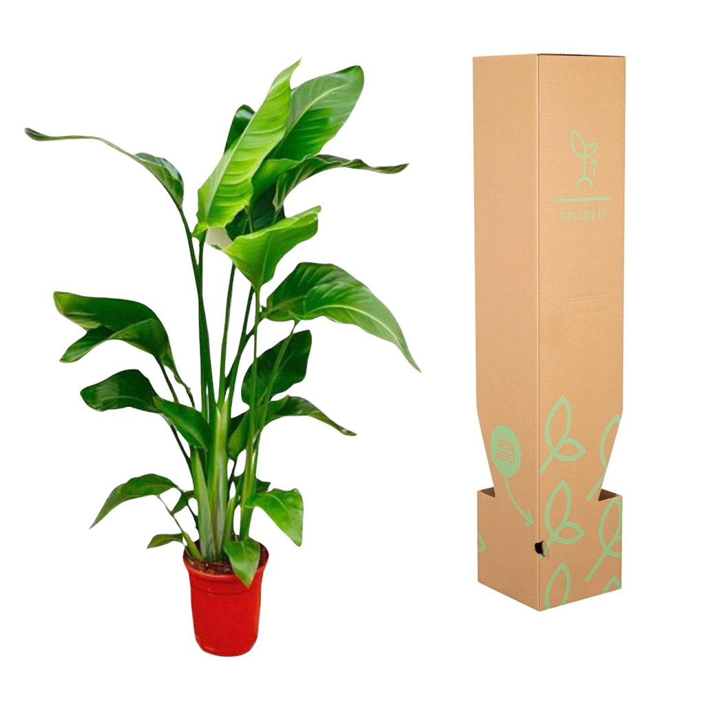 Strelitzia nicolai (vit paradisfågelblomma) – Ø17 cm, 70 cm hög – cm – bild 3