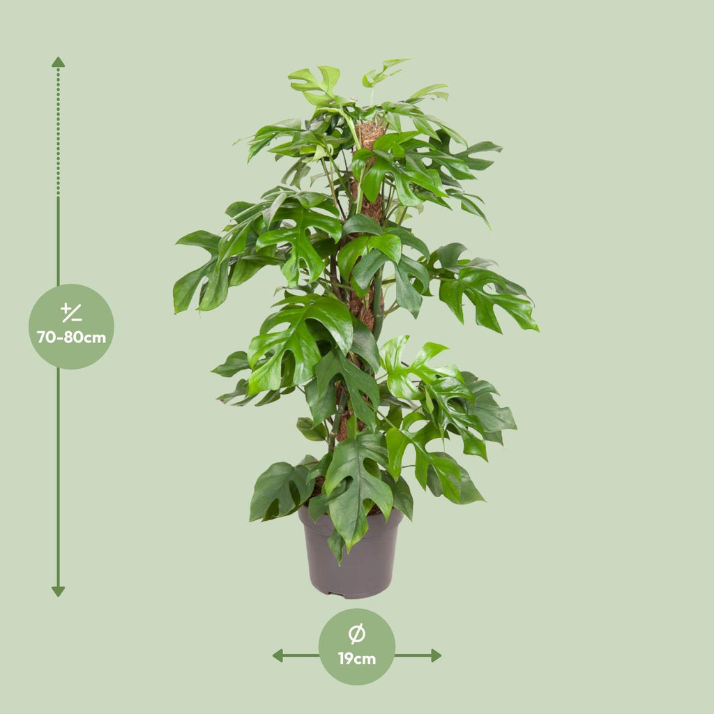 Monstera Minima (Mini-Monstera) – Ø 19 cm, 80 cm hoch