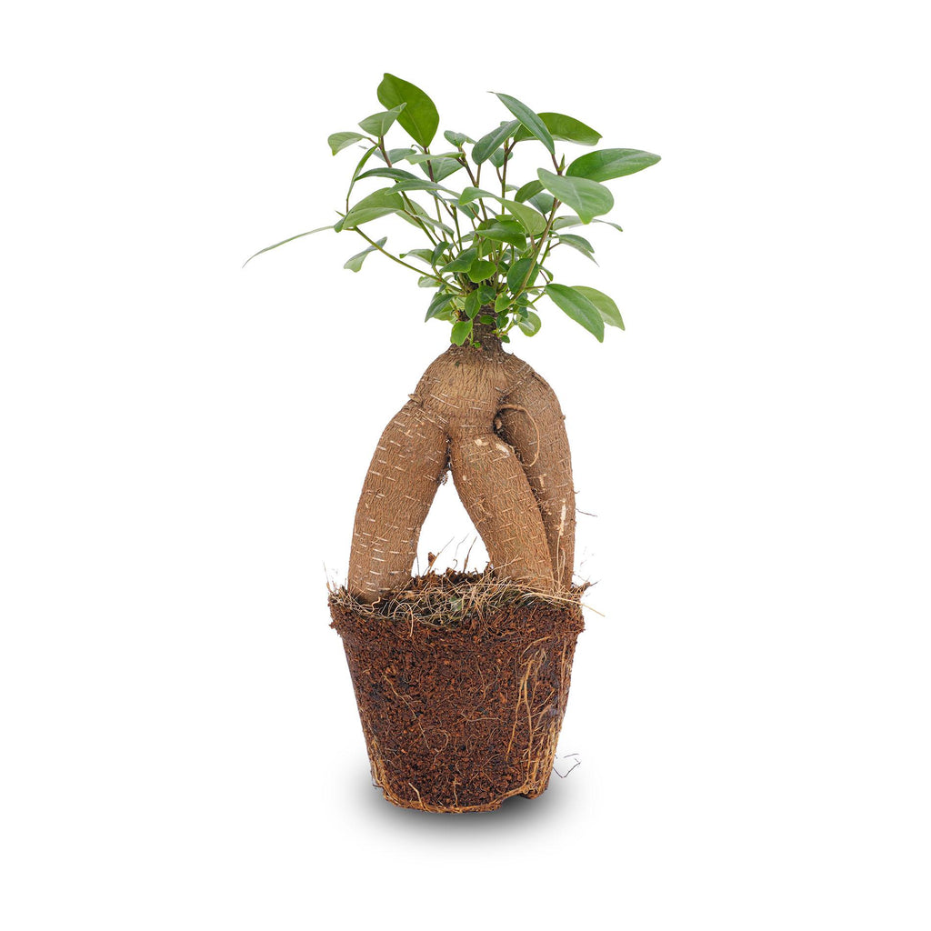 Bonsai Ficus microcarpa ginseng (ficus ginseng) – Ø9 cm