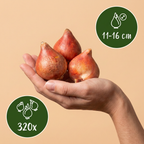 Tulpenmix 'Prince' – 320 Blumenzwiebeln (Zwiebelgröße 11/16)