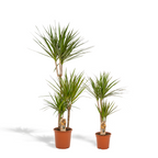Dracaena (drakträd) – Ø21 cm, 70 cm hög