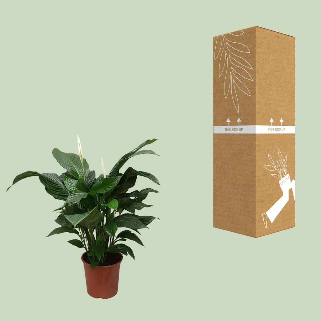 Spathiphyllum Sweet Silvana (peace lily) – Ø24 cm, 80 cm tall – photo 3