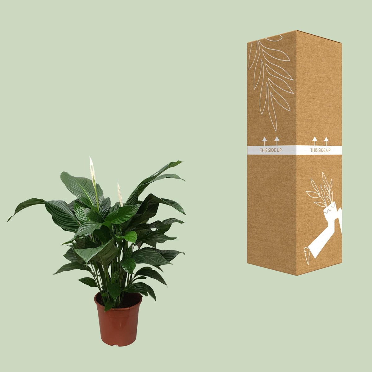 Spathiphyllum Sweet Silvana (Bogenhanf) – Ø 24 cm, 80 cm hoch – Bild 3