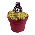 Drosera Aliciae (droséra) – Ø12 cm, 12 cm de haut