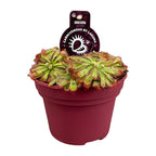 Drosera Aliciae (droséra) – Ø12 cm, 12 cm de haut
