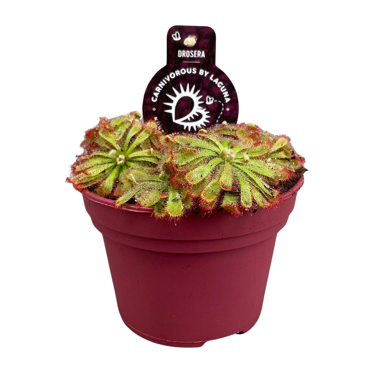 Drosera Aliciae (zonnedauw) – Ø12 cm, 12 cm hoog