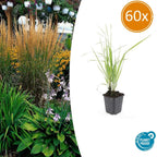 Calamagrostis acut. 'Karl Foerster' (Zierbinenstauden) – 60 Pflanzen, Ø 9 cm, 10–25 cm hoch