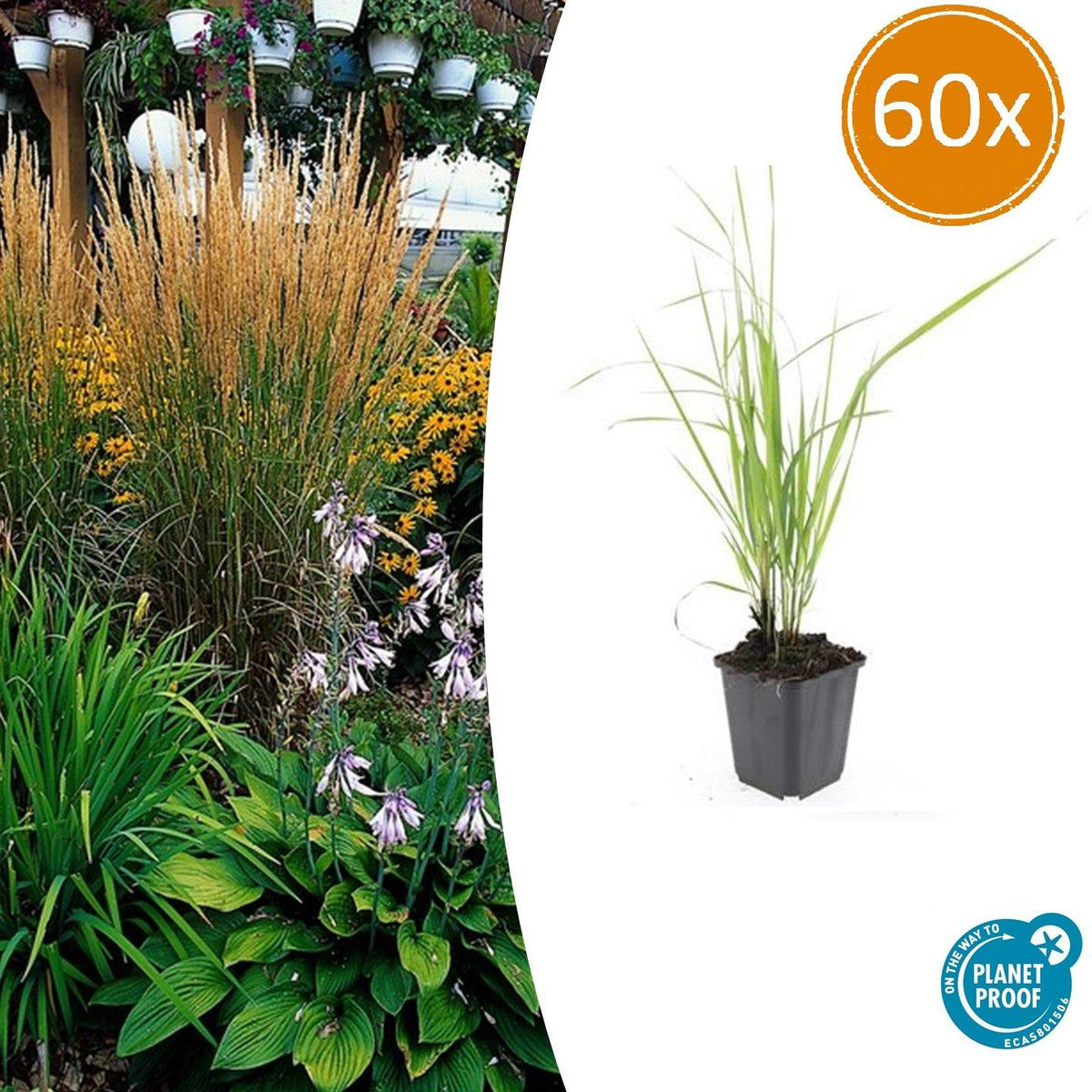 Calamagrostis acut. 'Karl Foerster' (struisriet) – 60 planten, Ø9 cm, 10–25 cm hoog