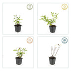 Hypericum inodorum 'Annebel' (Indisches Johanniskraut) – 12 Pflanzen, Ø9 cm, 10–25 cm hoch