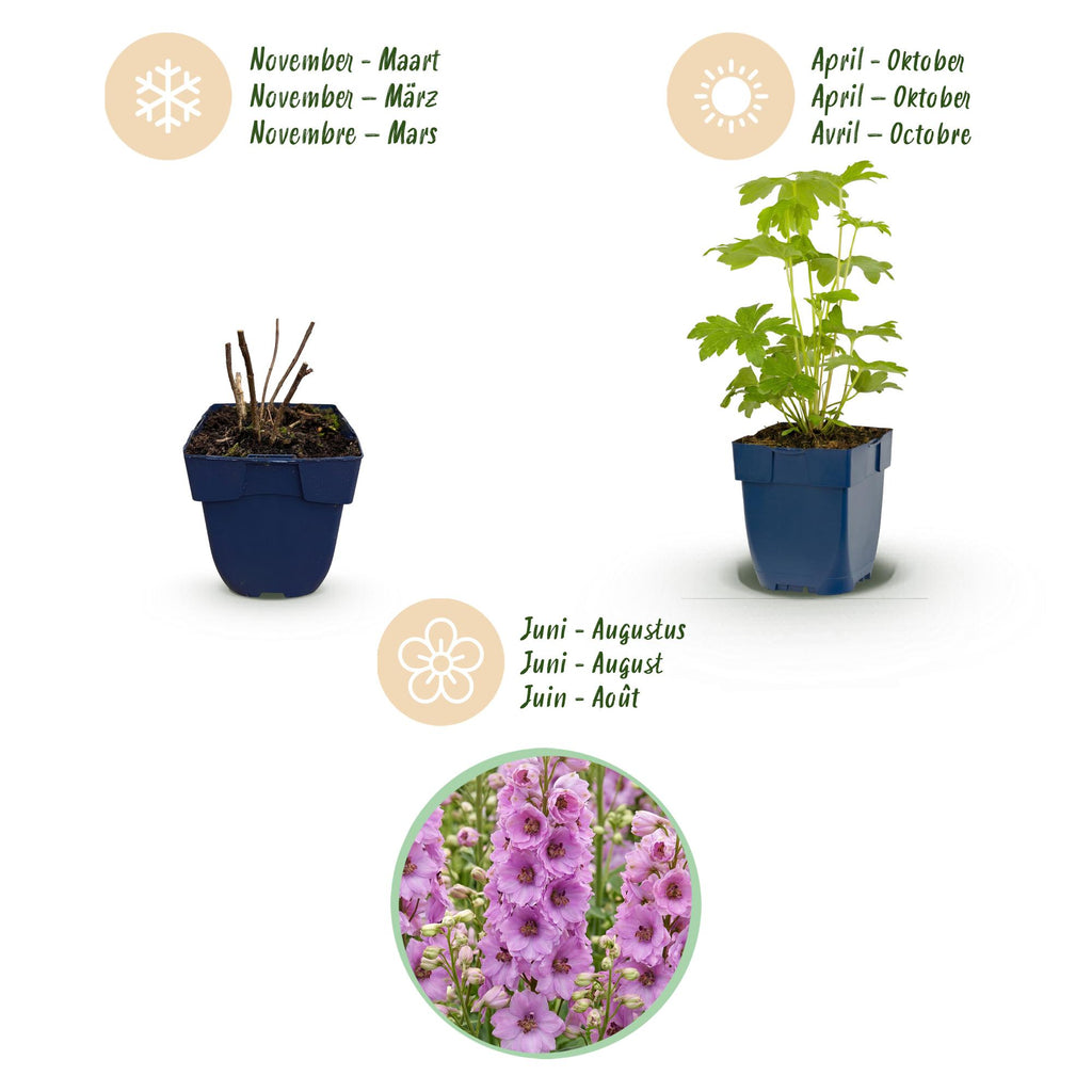 Delphinium 'Astolat' (pied-d'alouette) – rose – Ø11 cm, 15–25 cm de haut – photo 4