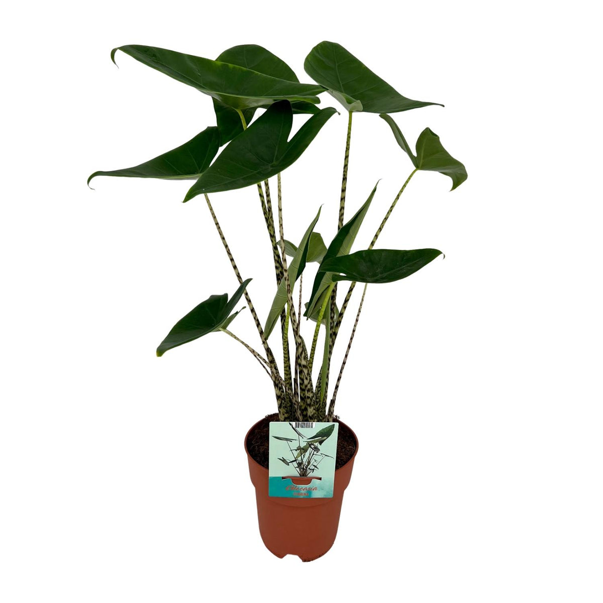 Alocasia zebrina (oreille d'éléphant) – Ø19 cm, 75 cm de haut