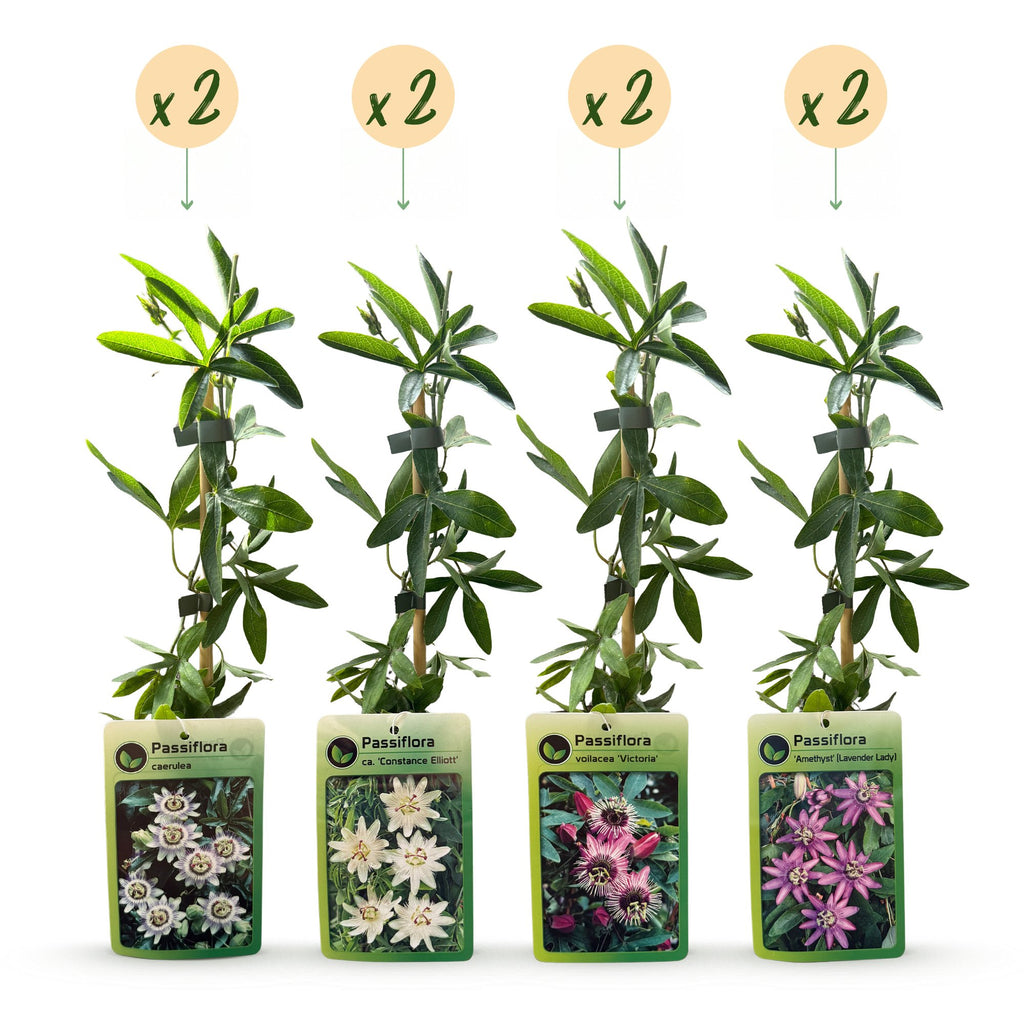Passiflora 'Regenboog' (passiflore) – blanc-violet-rose – 8 plantes, Ø9 cm, 35 cm de haut – photo 2