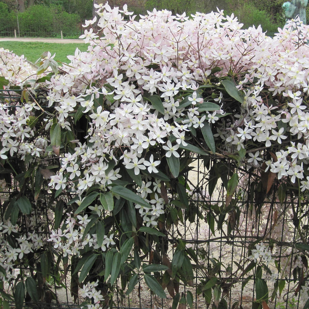 Clematis armandii 'Apple Blossom' (bosrank) – roze – Ø11 cm, 40 cm hoog