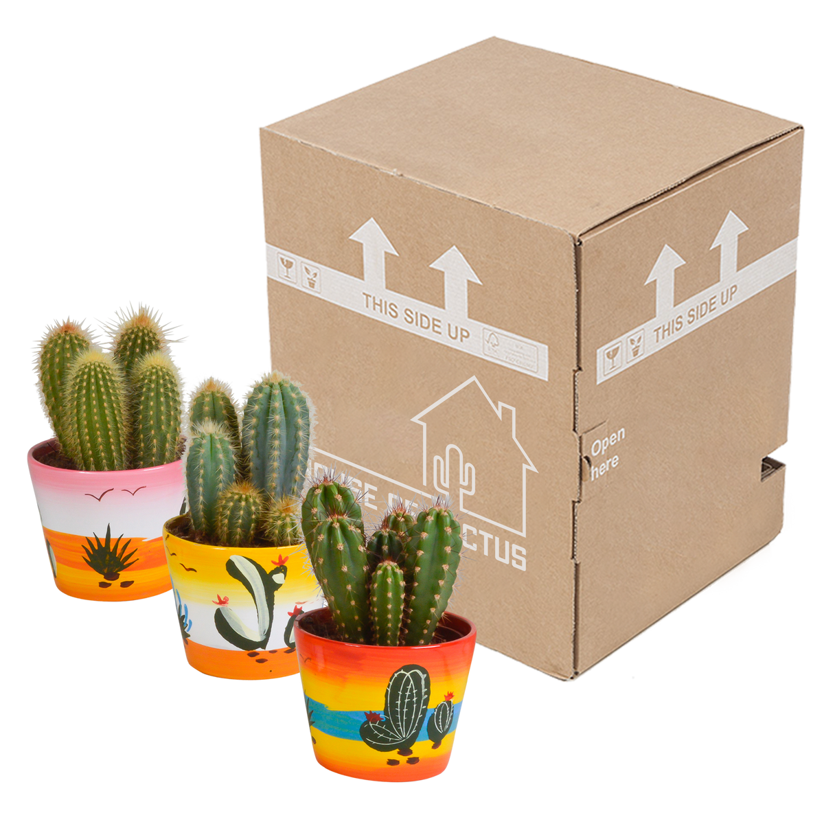 Mélange de Céreus (Cactaceae) – Ø11 cm, 23 cm de haut