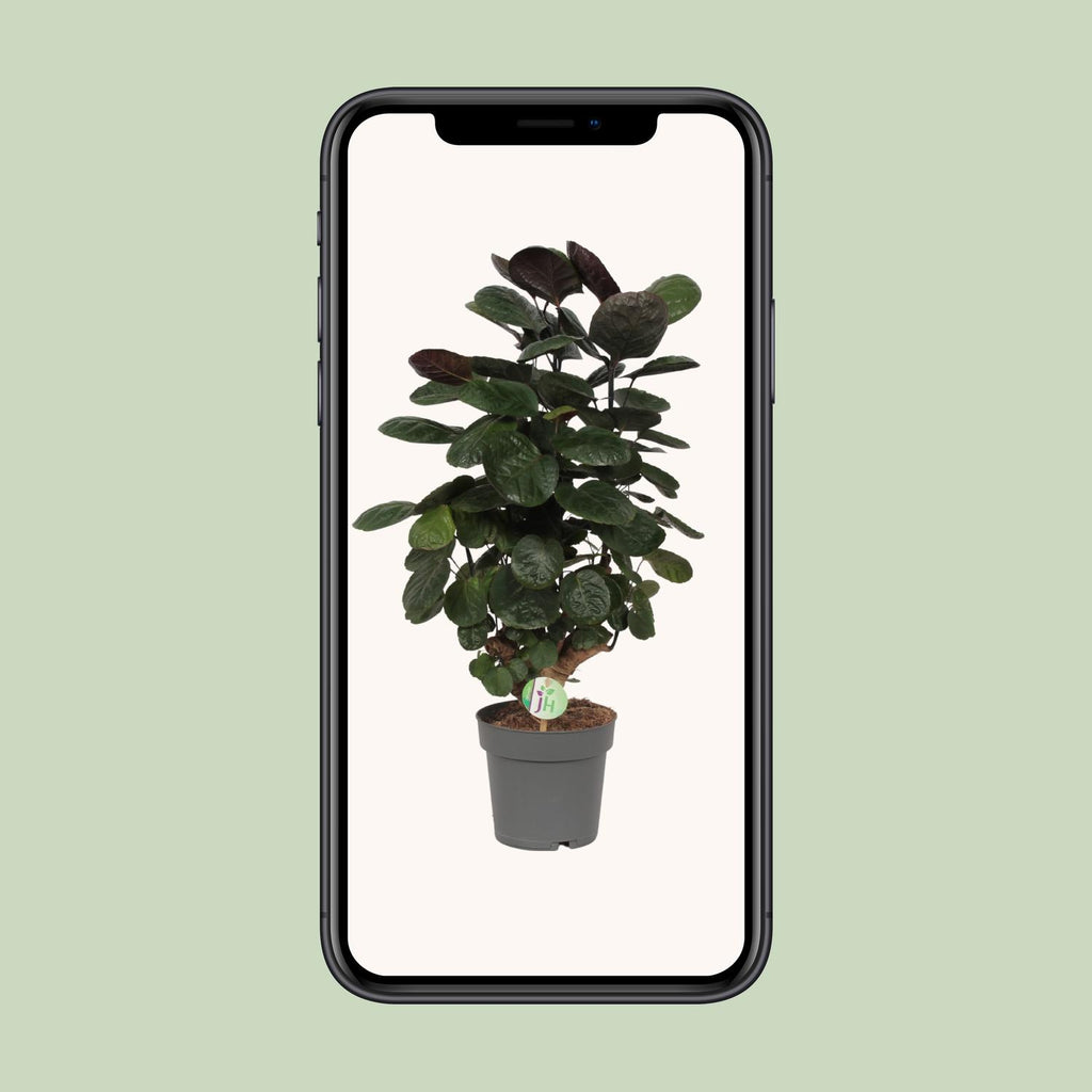 Polyscias scutellaria 'Fabiana' (aralia) – Ø 19 cm, 60 cm de haut